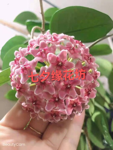 雀斑球兰  Hoya hoyacarnosa stardust