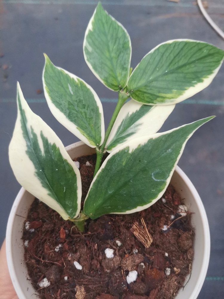 Hoya polyneuraalbomarginata 多脉外锦球兰，鱼尾外锦球兰,鲜花速递/花卉仿真/绿植园艺,绿植,淘宝优惠券,粉丝福利购,淘宝优惠卷