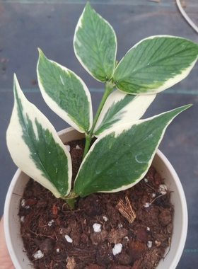 Hoya polyneuraalbomarginata 多脉外锦球兰，鱼尾外锦球兰