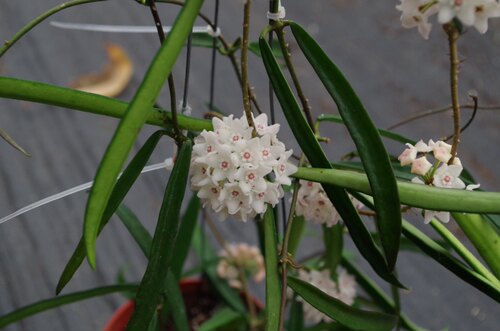 牧羊球兰兰花苗常绿花卉盆栽