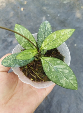 粗柄（亥奎）球兰Hoya crassipetiolata splash盆栽花卉绿植室内
