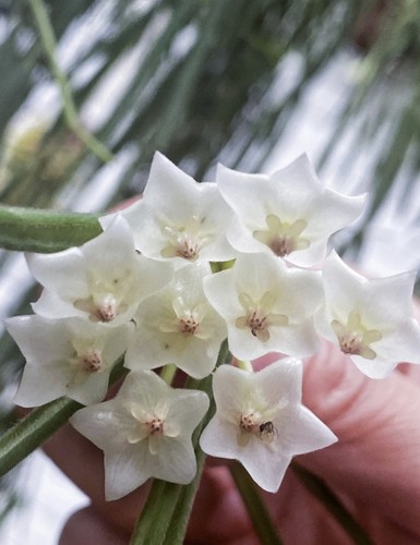 线叶球兰（Hoya linearis）