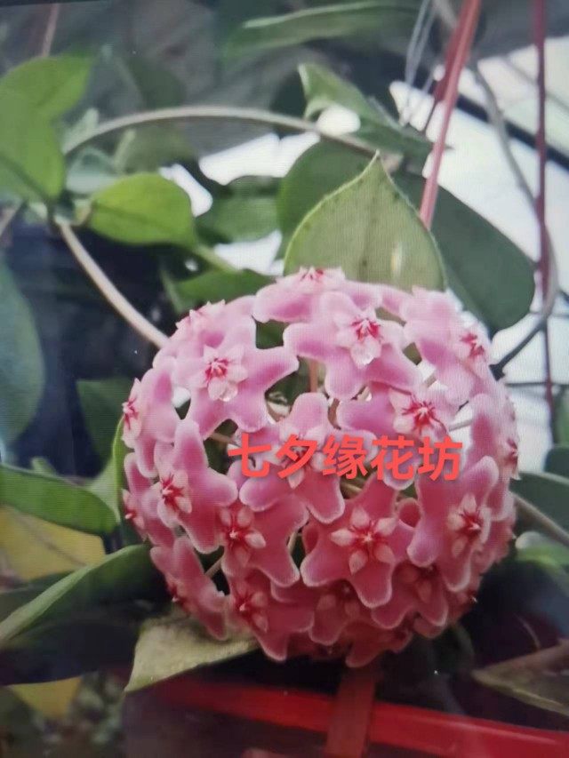 卡洛萨球兰大花品种