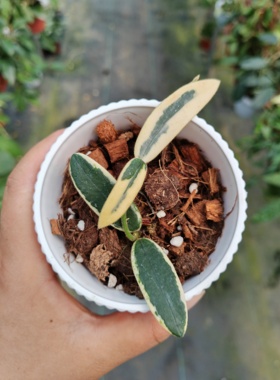 香花奇锦球兰 (Hoya Lyi Prism)