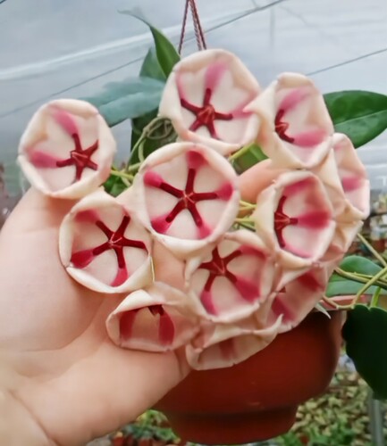 粉铃铛球兰大花品种珍惜品种 Hoya archboldiana