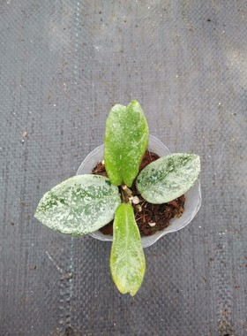 新灰鬼球兰/雪花鬼球兰 (Hoya Carnosa Nova Ghost) 高斑珍稀品种