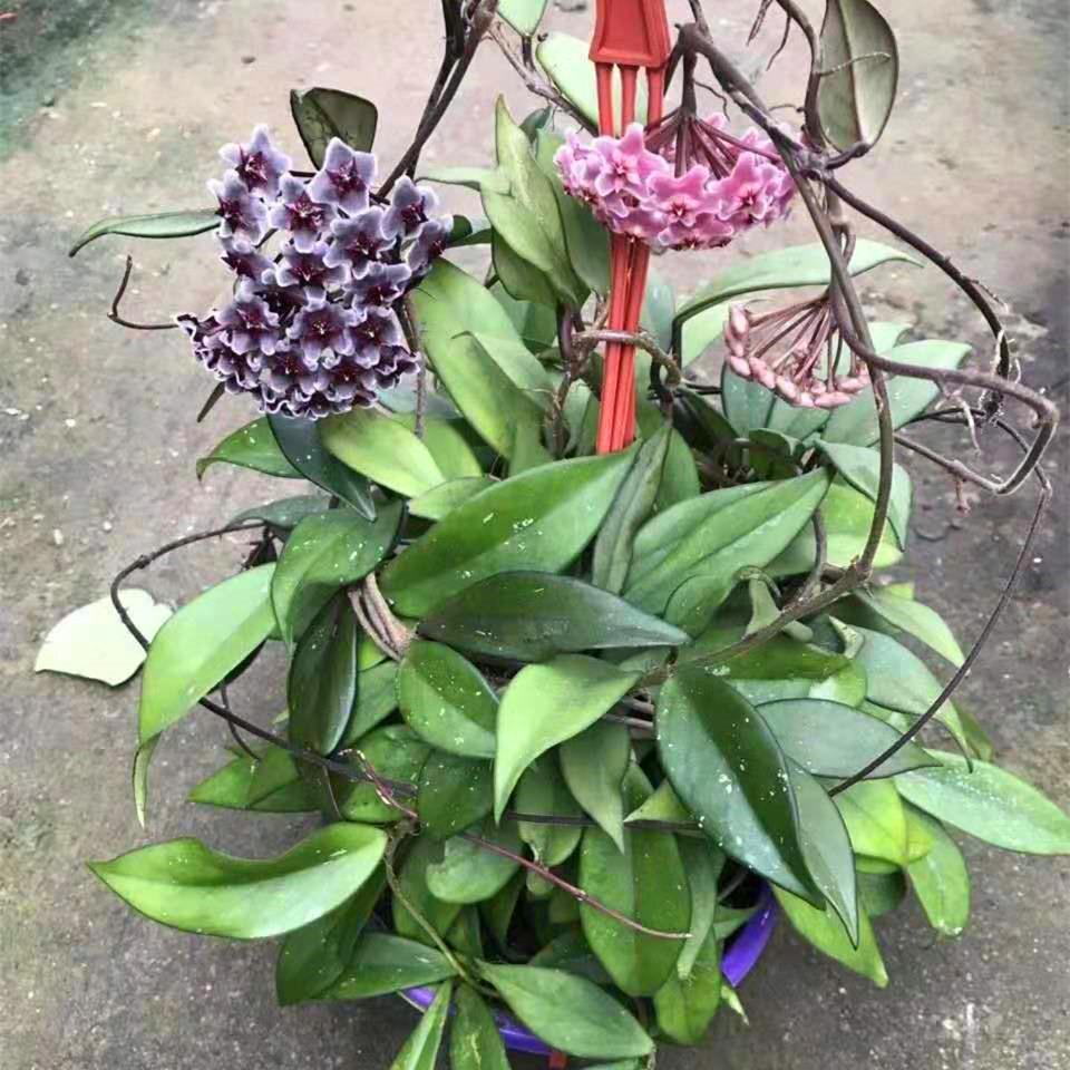 室内爬藤植物花卉盆栽 球兰花苗 醒目一号球兰 三色巴顿球兰大盆