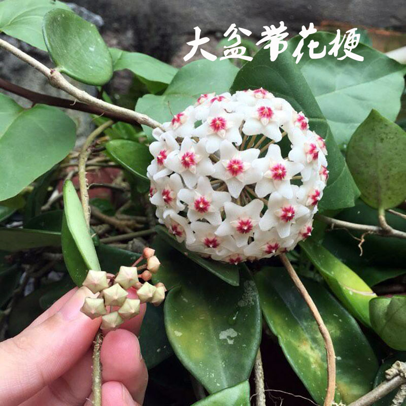 室内藤本植物花卉银斑白花带花梗