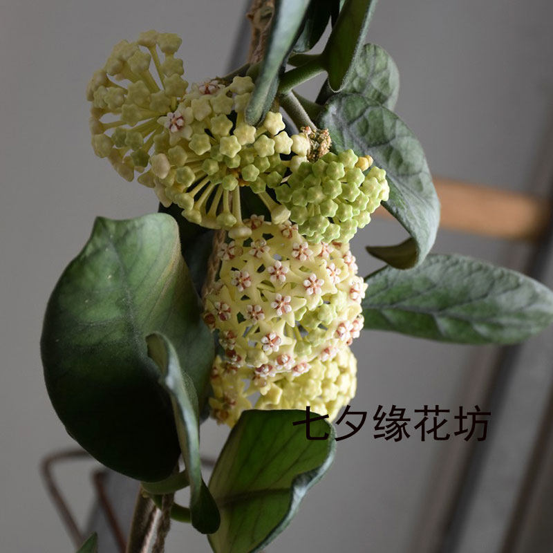 室内藤本植物花卉盆栽 大方叶球兰小苗  大盆大苗