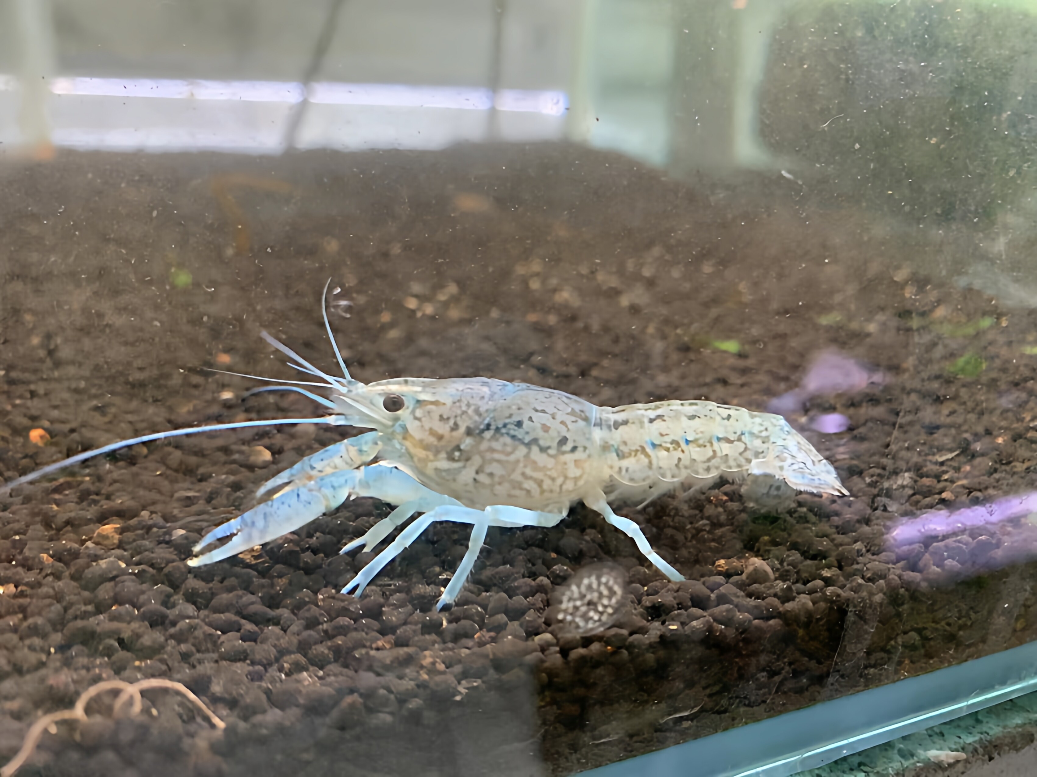 龙纹鳌虾单性繁殖淡水活体宠物虾观赏虾新手虾练手虾