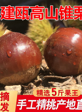 建瓯生板栗2025新鲜高山农家现摘毛栗锥栗当季油栗蔬菜整箱尖栗子