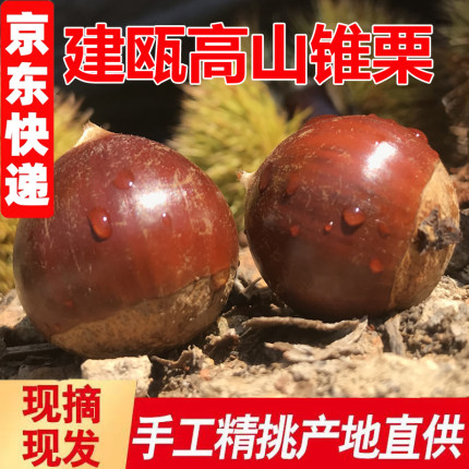 建瓯生板栗2026新鲜高山农家现摘毛栗锥栗当季油栗蔬菜整箱尖栗子