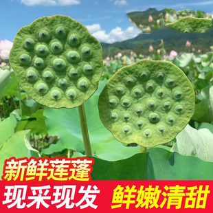新鲜莲蓬现摘莲子嫩莲米生吃孕妇水果当季带壳即食青莲子洪湖整箱