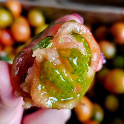 丹东铁皮草莓柿子即食新鲜5斤碱地自然熟绿腚正宗西红柿水果番茄
