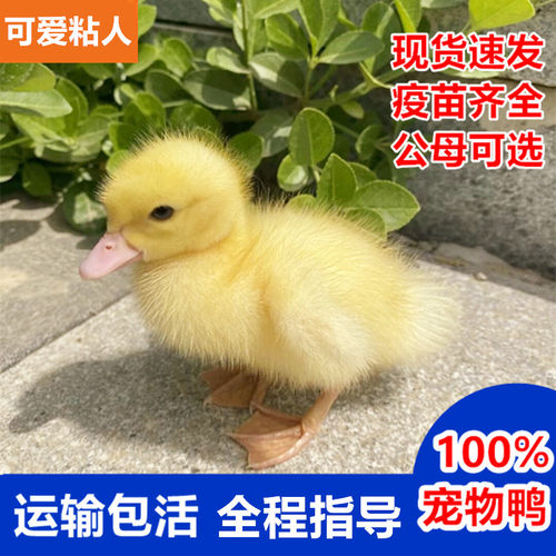 视频网红小黄鸭已售5000+