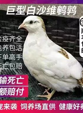 该店铺鹌鹑已售15万件