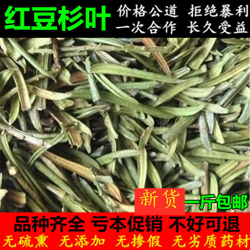 500克包邮中药材新鲜茶红豆杉