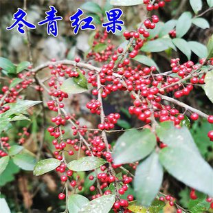 红果毛冬青树苗新鲜现挖毛冬青树桩冬青四季常青庭院盆栽观果绿植
