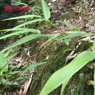 新鲜淡竹叶苗碎骨子山鸡米金鸡米迷身草竹叶卷心中药材盆栽
