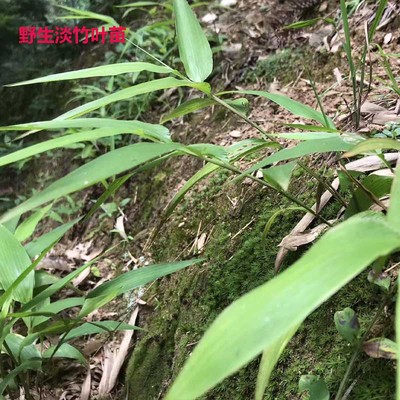 淡竹叶苗草本植物新鲜现挖