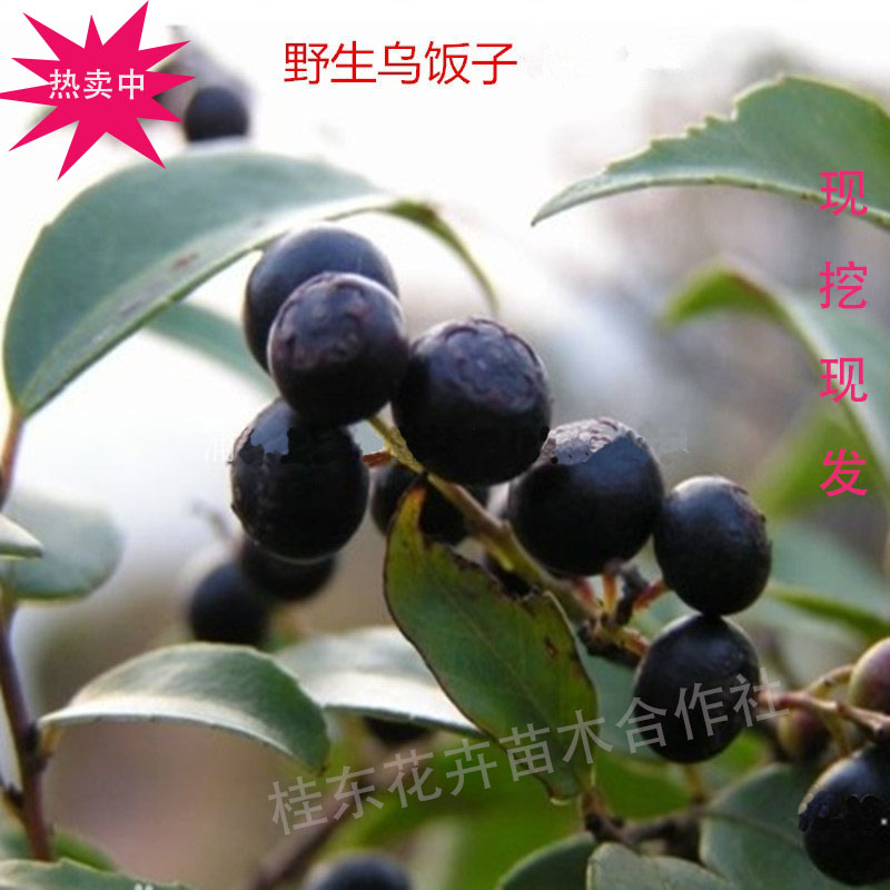 野生小叶乌饭老树桩子叶树苗南烛叶黑米饭中药材花卉盆景庭院包邮