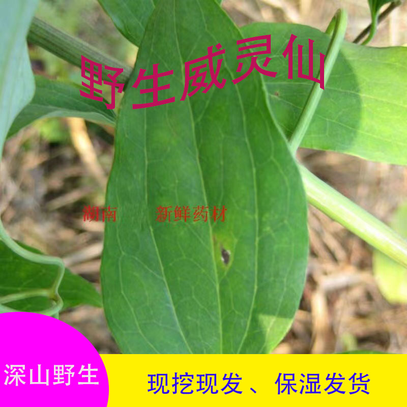毛茛科植物庭院种植中草药野生