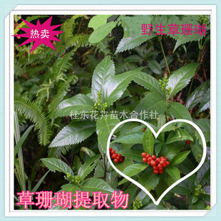 新鲜草珊瑚苗九节风九节茶接骨金粟兰肿节风花苗绿植盆栽花卉