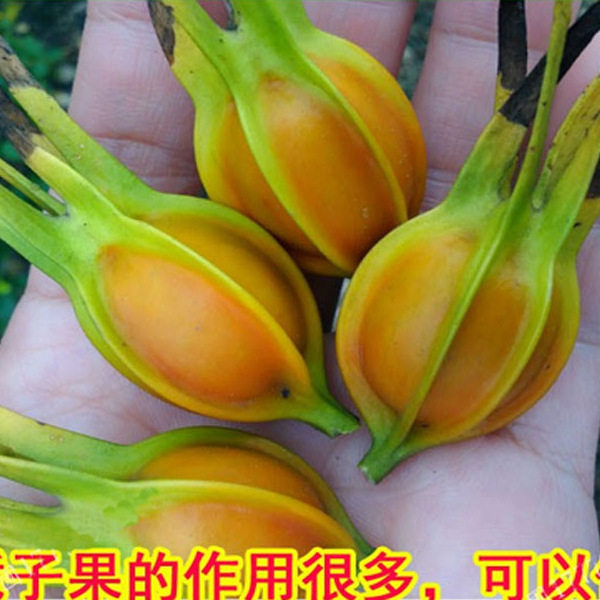 野生黄栀子花树苗药用食用调料山栀子黄枝子结果整株入药庭院种植