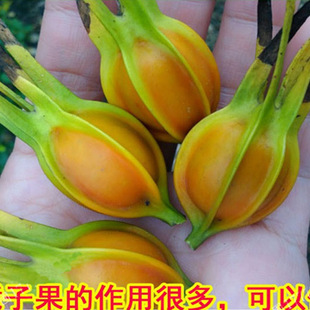 野生黄栀子花树苗药用食用调料山栀子黄枝子结果整株入药庭院种植