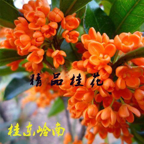 八月桂状元红桂花树苗金丹血桂四季桂岩桂木犀九里香金粟花卉包邮