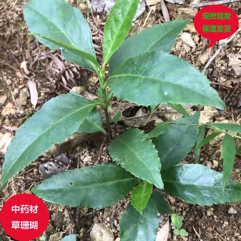 购买过的店草珊瑚苗新鲜现挖九节茶观音茶接骨木金粟兰节骨茶 - 实物图