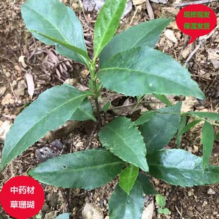 购买过的店草珊瑚苗新鲜现挖九节茶观音茶接骨木金粟兰节骨茶