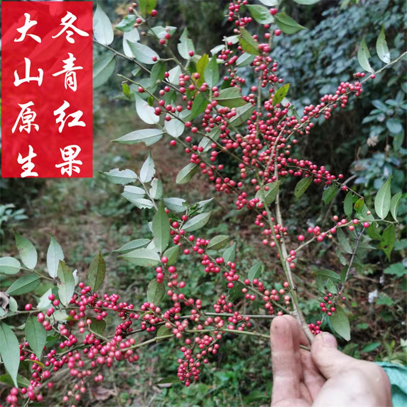 新鲜野生毛冬青苗保湿发货
