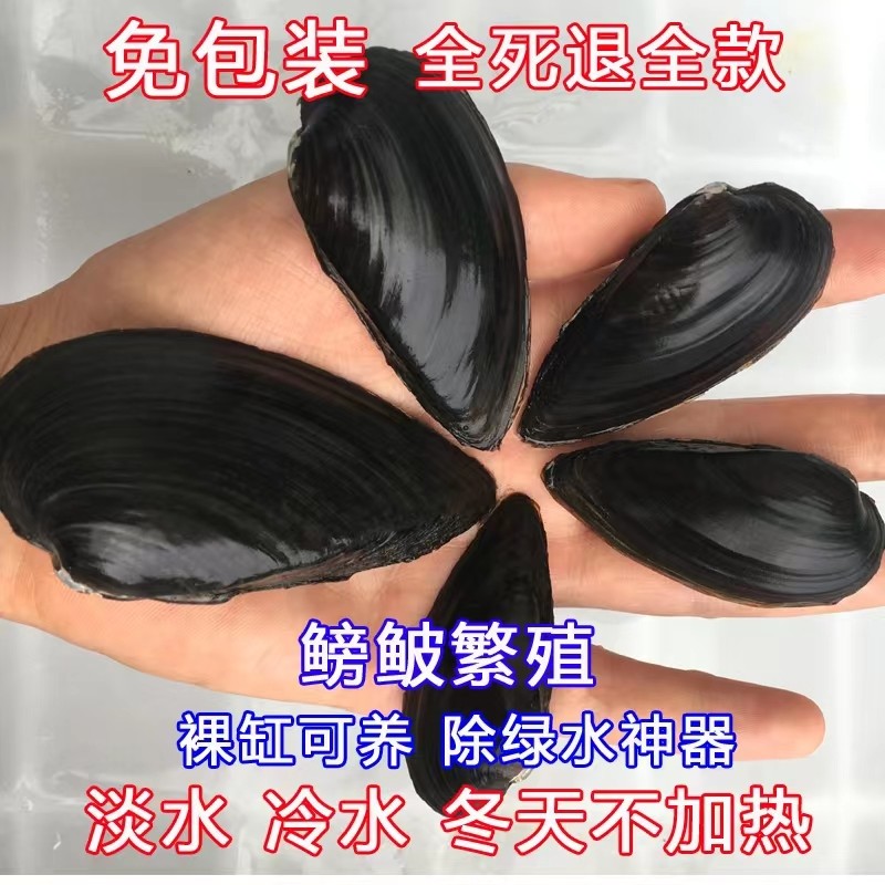 尖头蚌圆头楔蚌小河蚌活体淡水冷水鳑鲏旁皮繁殖除藻绿水净化水质