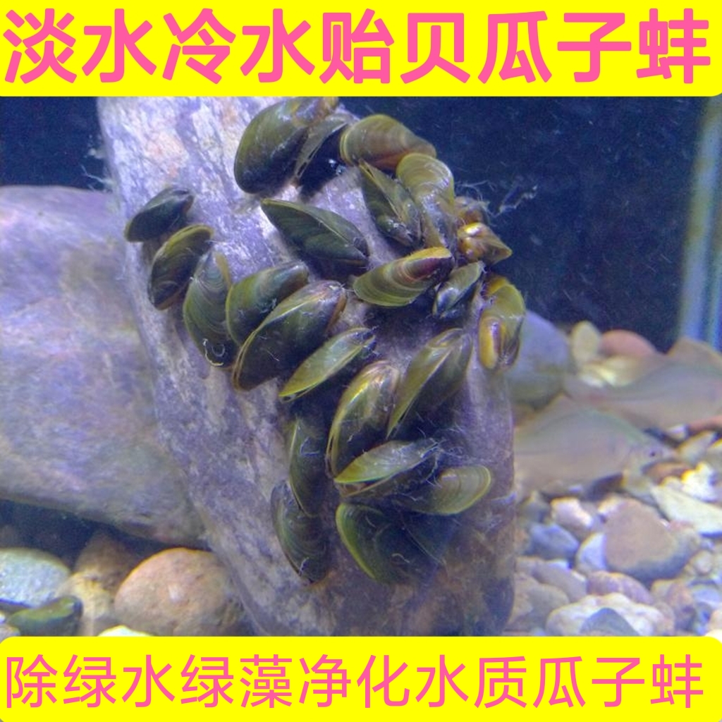 淡水贻贝瓜子河蚌过滤藻类黄金蚬