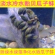 淡水贻贝瓜子蚌河蚌河贝过滤藻类净化水质水族观赏龙宫螺鳑鲏繁殖