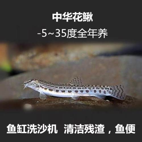 中华花鳅原生鱼冷水清洁鱼清道夫冷水鱼洗沙器清理底沙鱼便好养耐 - 封面