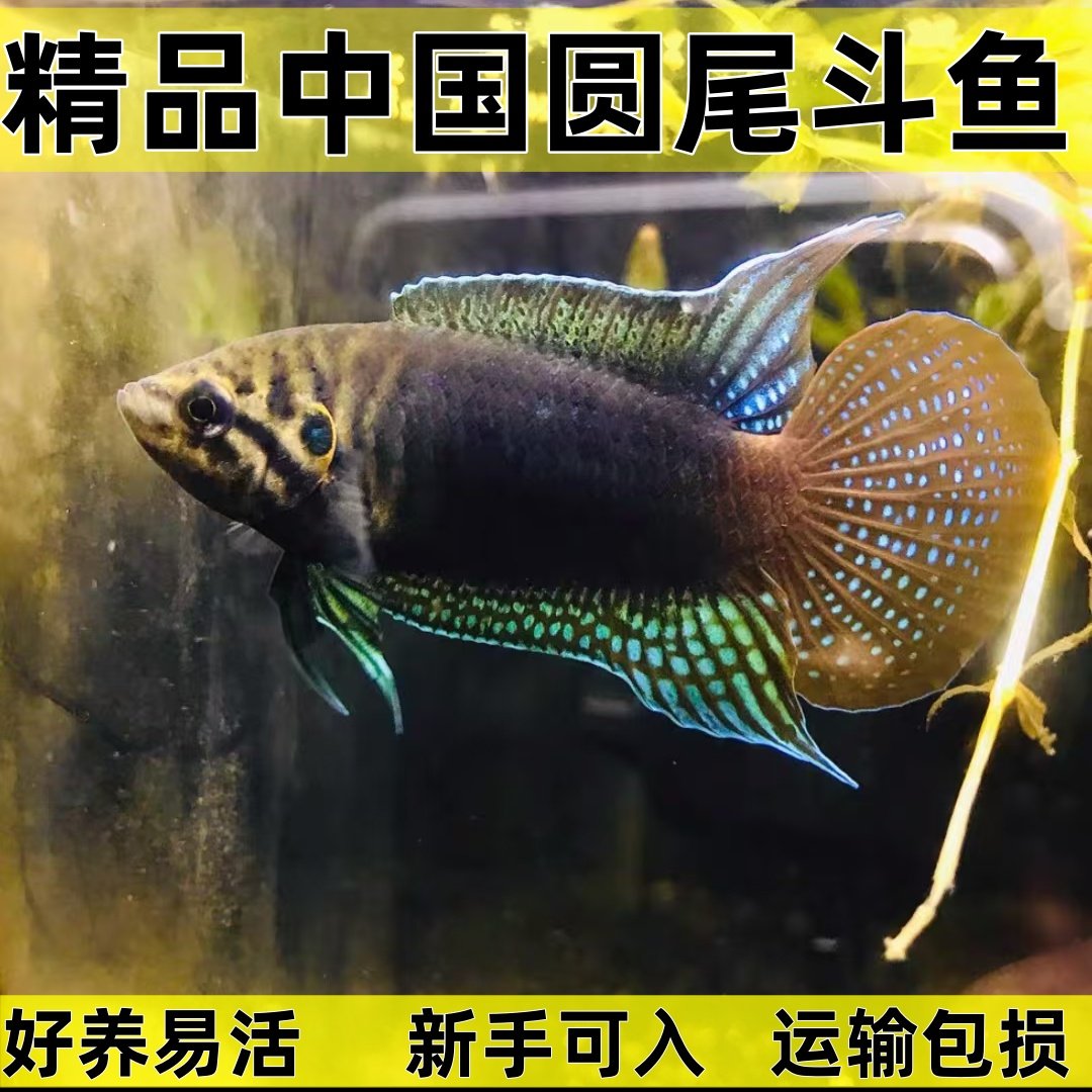 中国斗鱼圆尾斗鱼淡水冷水观赏鱼