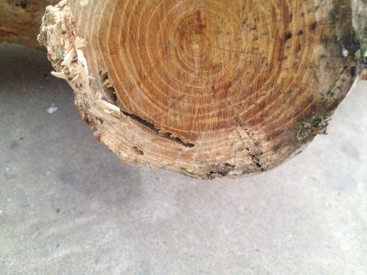 拓木*黄金刺*黄桑木原料 老山料