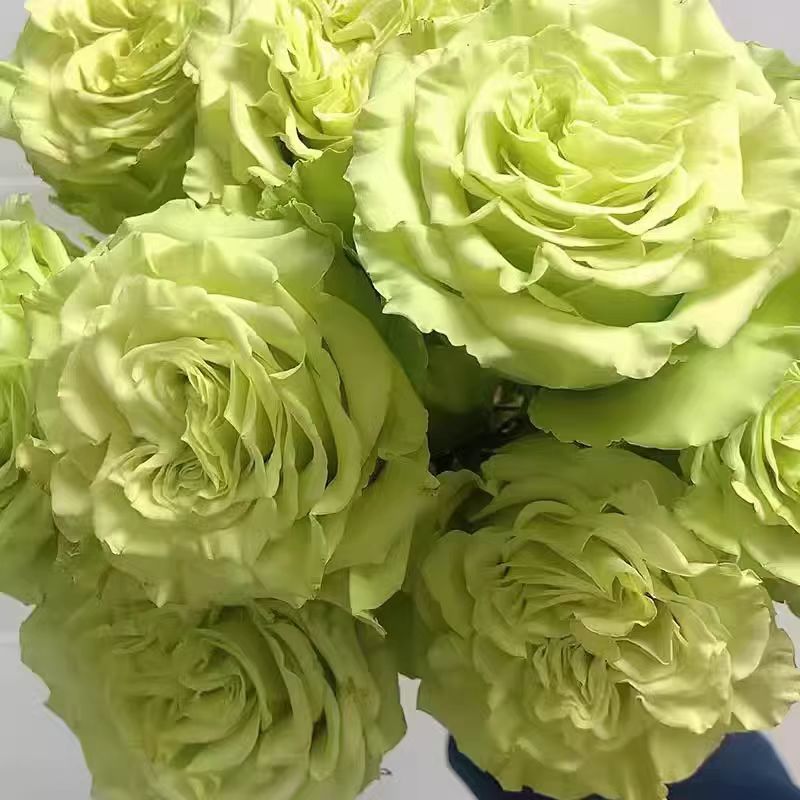 抹茶新品切花直立勤花抗病灌木月季阳台庭院