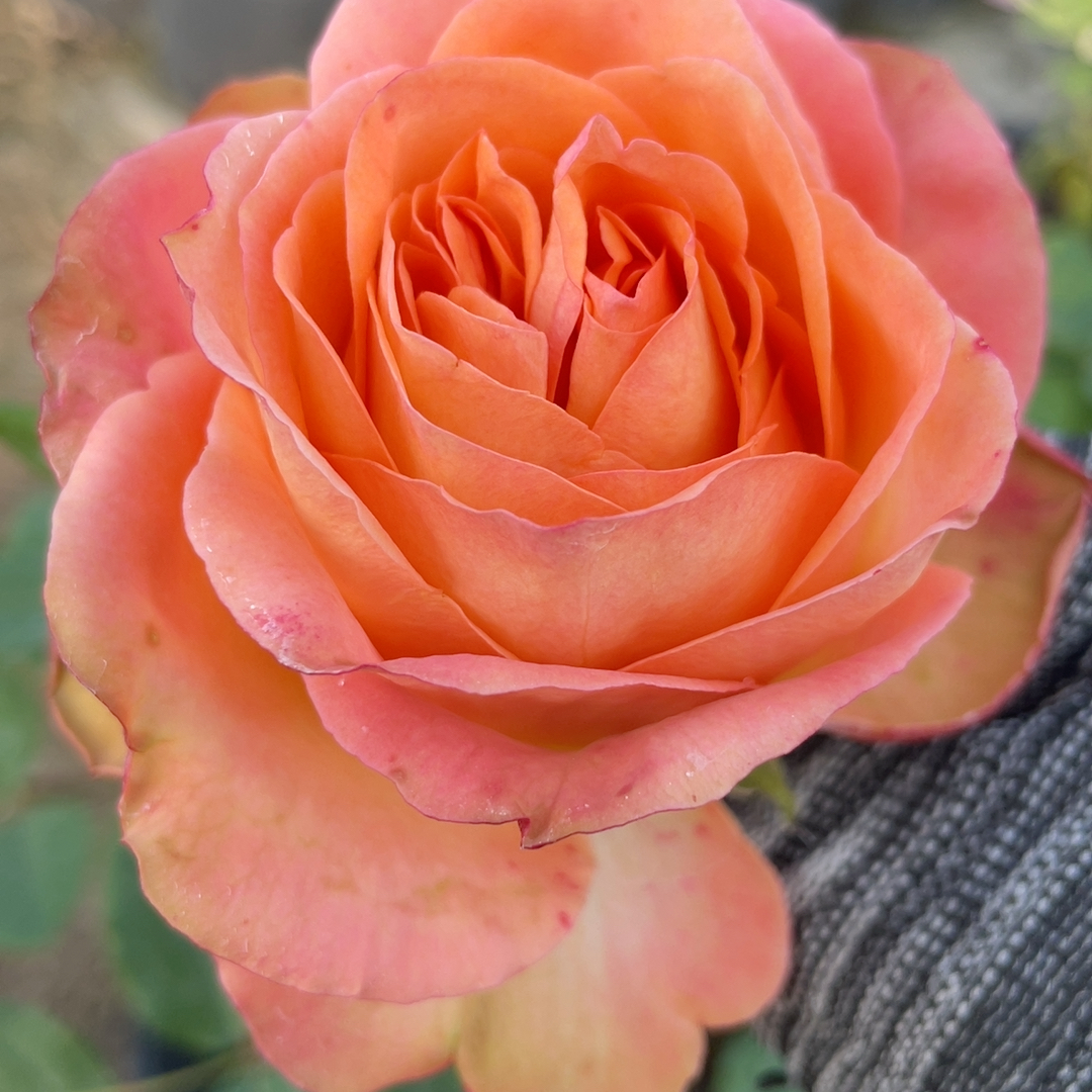 9号棚不知名杏黄色