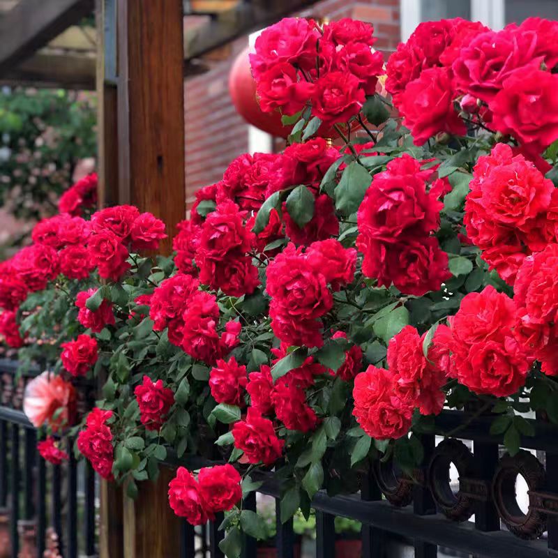 鲁硕红中苗，满两颗包邮