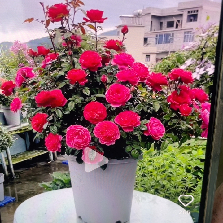 绝色果汁大苗独苗