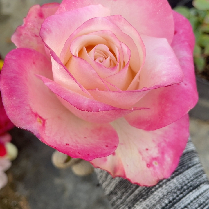 9号棚不知名好看就行