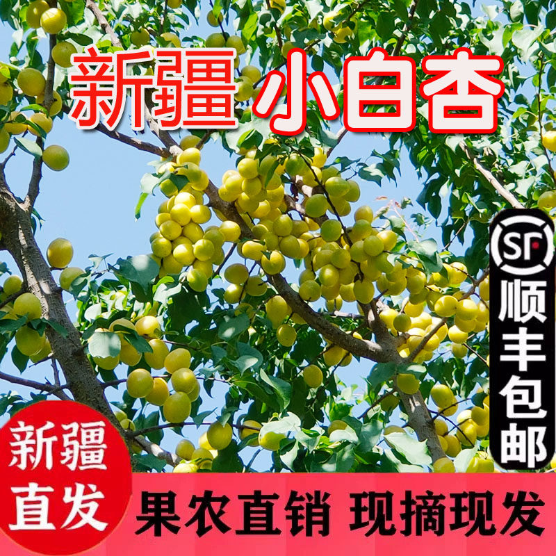 正宗新疆库车小白杏新鲜水果礼盒装包邮
