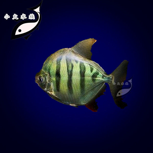 小火水族 虎纹银版鱼 虎纹银板鱼 观赏鱼 热带鱼 活体