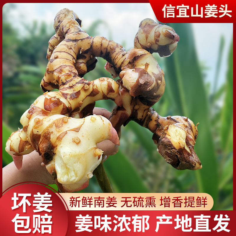 鲜南姜广东信宜南姜干
