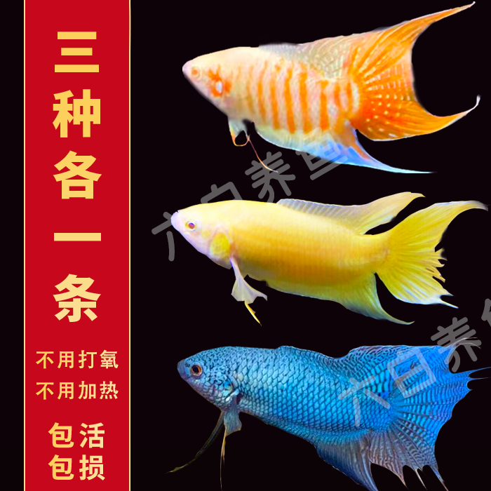 中国斗鱼淡水鱼好养不打氧观赏鱼