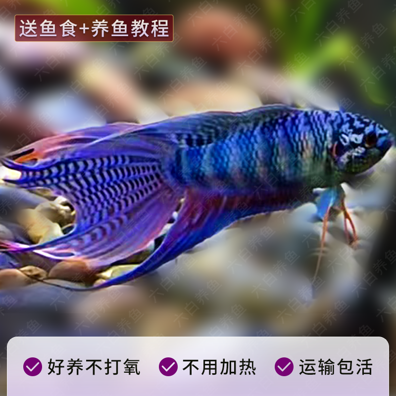 观赏鱼斗鱼普叉蓝叉蓝蛇