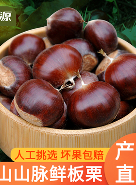 【栗源】2025年生鲜板栗大粒燕山产地新鲜下树生栗子大栗油栗子